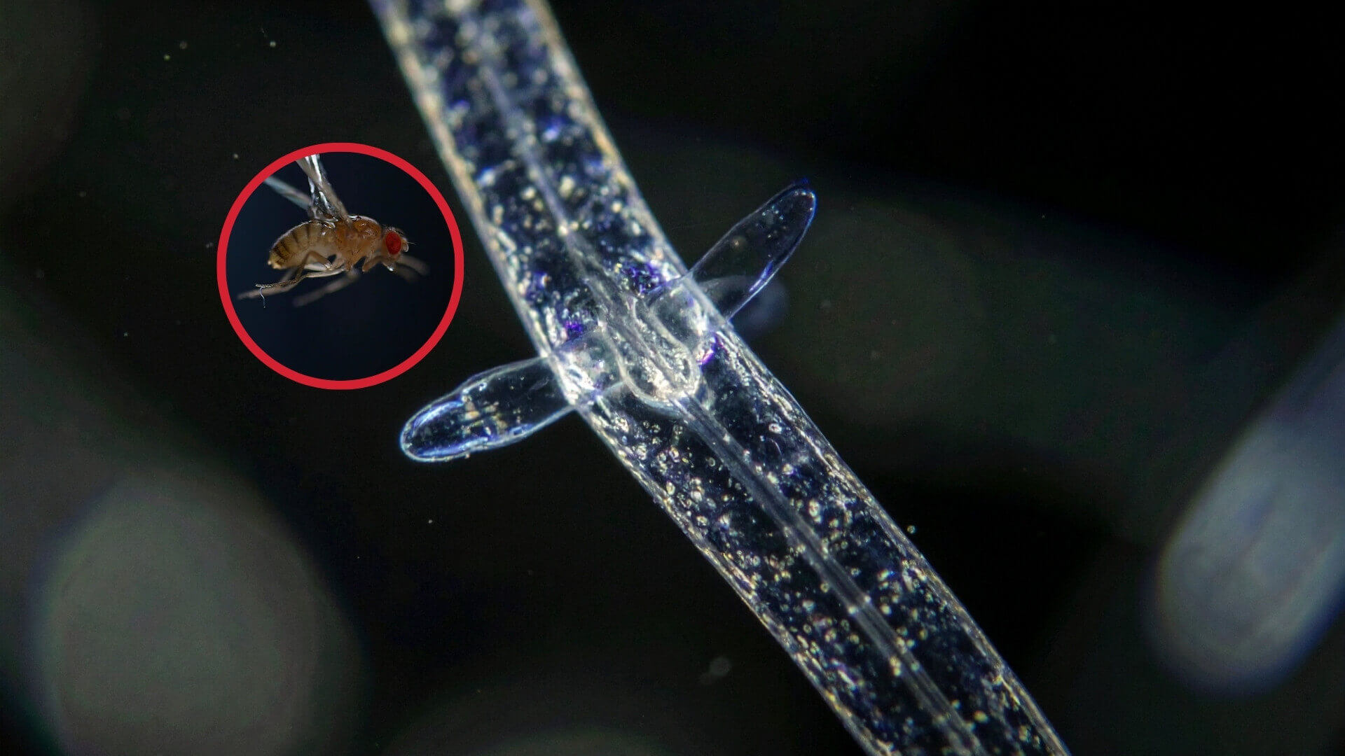 Un estudio revela que diminutos gusanos usan electricidad estática para atrapar insectos en el aire y asegurar su supervivencia