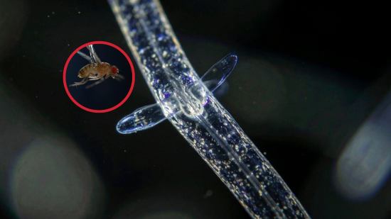 Un estudio revela que diminutos gusanos usan electricidad estática para atrapar insectos en el aire y asegurar su supervivencia