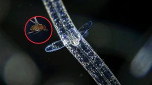 Unos diminutos gusanos parásitos usan electricidad estática para atrapar insectos en el aire, revelando una sorprendente alianza entre física y biología
