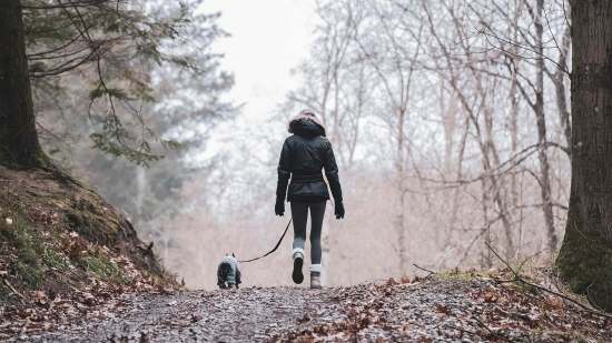 Científicos descubren que trabajar con perros mejora la salud del cuerpo y la mente
