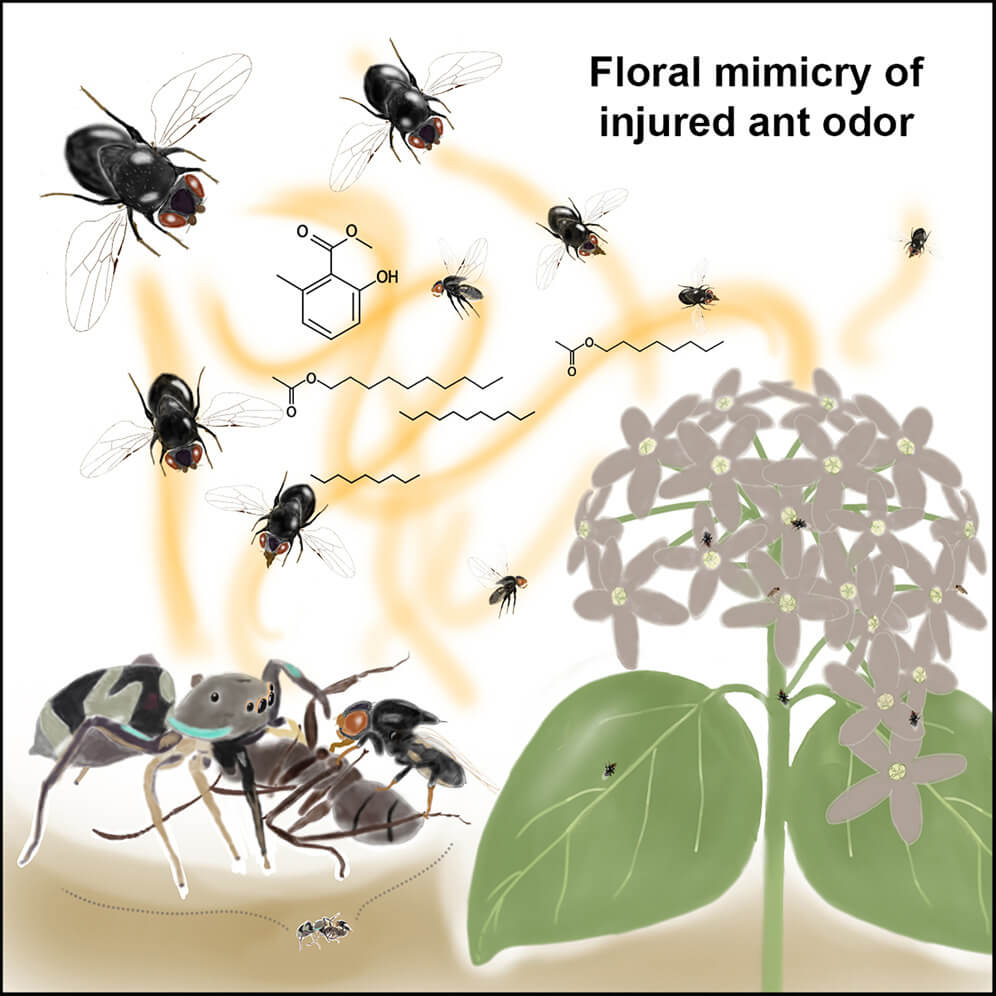 Esta flor huele a hormigas moribundas- el truco más macabro y brillante de la naturaleza--