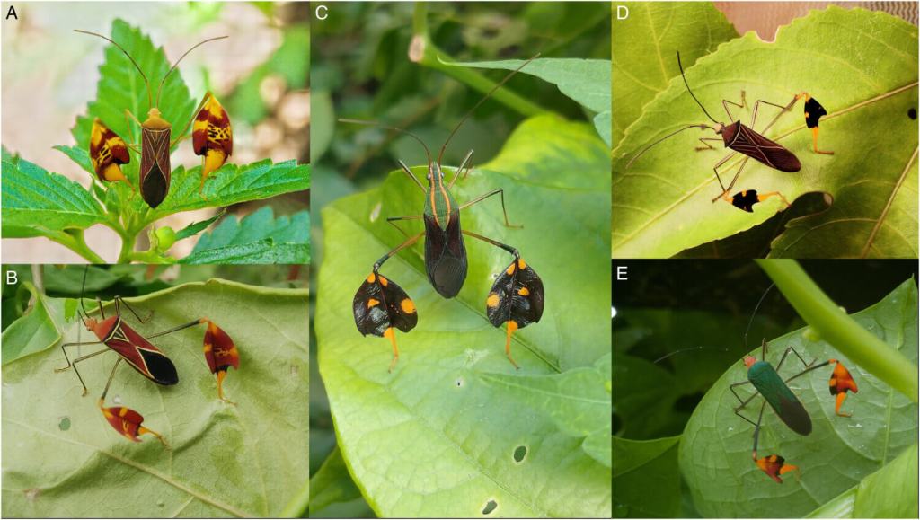 Este insecto “saluda” para sobrevivir- el asombroso hallazgo científico que revela cómo el 'Bitta alipes' engaña a sus depredadores en la selva de Panamá 1