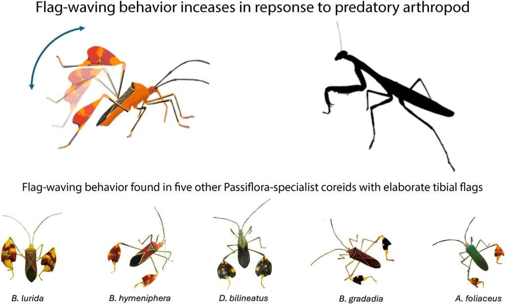 Este insecto “saluda” para sobrevivir- el asombroso hallazgo científico que revela cómo el 'Bitta alipes' engaña a sus depredadores en la selva de Panamá 2