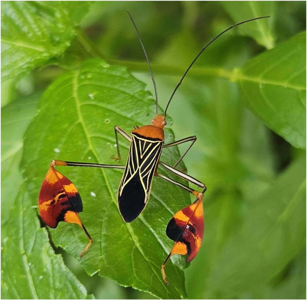 El insecto matador (Bitta alipes) muestra grandes y coloridas expansiones en las patas traseras, llamadas “banderas”, que agita como parte de un comportamiento defensivo para disuadir a los depredadores. Foto: Alejandra Vega, iNaturalist.