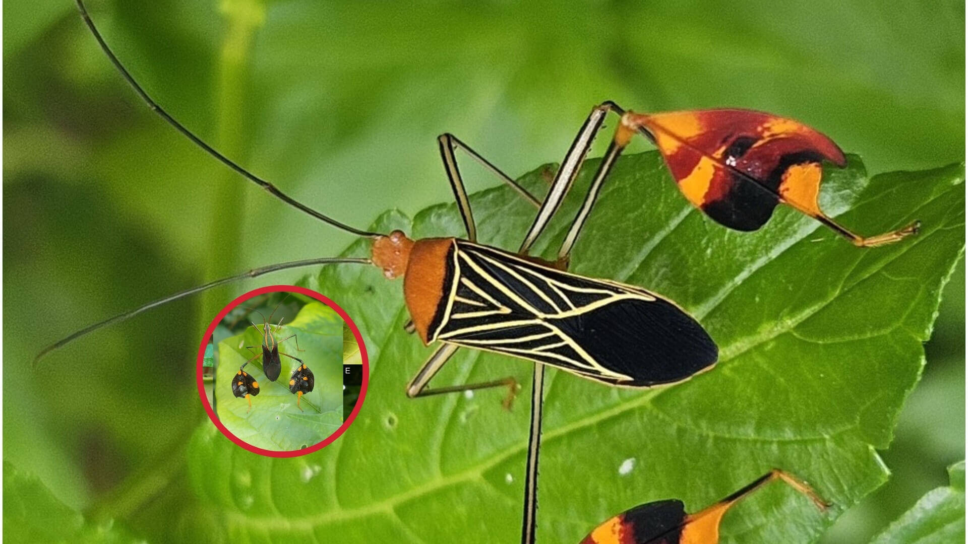 Este insecto “saluda” para sobrevivir- el asombroso hallazgo científico que revela cómo el 'Bitta alipes' engaña a sus depredadores en la selva de Panamá