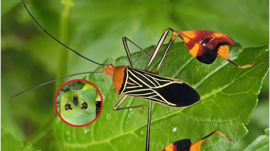 Este insecto “saluda” para sobrevivir- el asombroso hallazgo científico que revela cómo el 'Bitta alipes' engaña a sus depredadores en la selva de Panamá