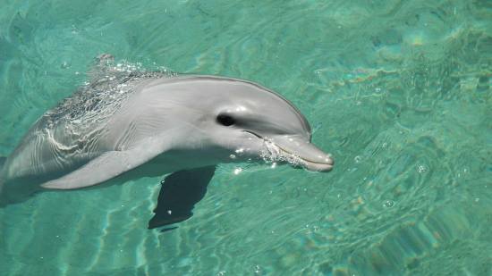 Los delfines varados en Florida mostraron en su cerebro las mismas huellas que deja el Alzheimer humano