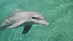 Los delfines varados en Florida mostraron en su cerebro las mismas huellas que deja el Alzheimer humano