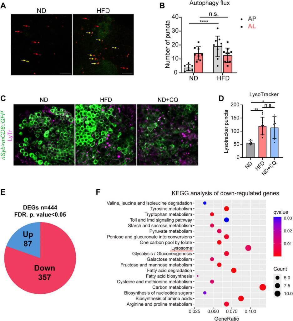 La dieta alta en grasa altera la actividad lisosomal. Se observó un aumento de autofagosomas sin cambios en los autolisosomas, acumulación de lisosomas en neuronas del cuerpo pedunculado y la disminución de genes relacionados con la función lisosomal.