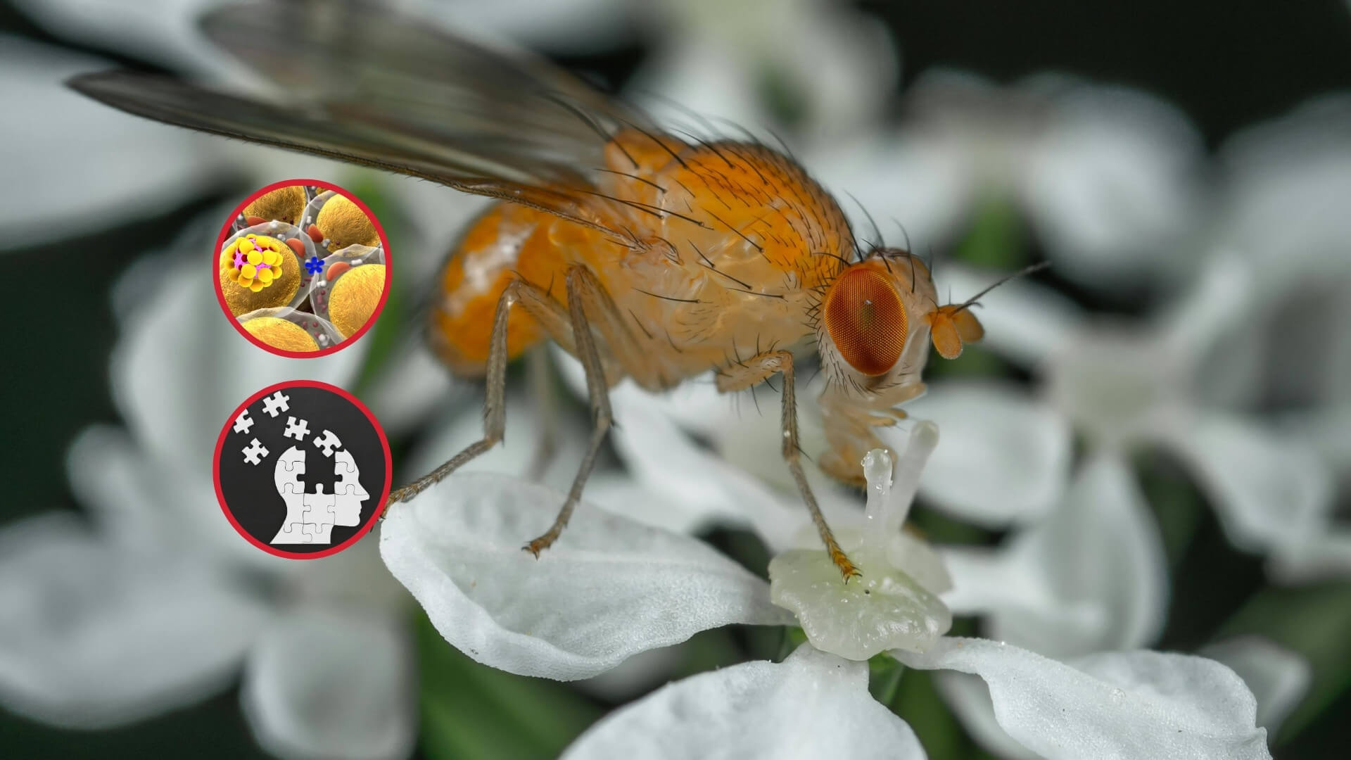 La grasa roba la memoria… y las moscas lo probaron en el laboratorio