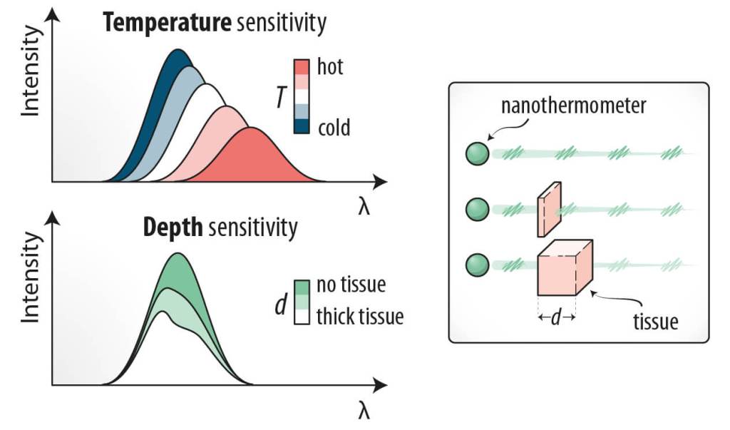Nanopartículas luminiscentes y aprendizaje automático: un nuevo método para mapear en 3D la temperatura en tejidos biológicos