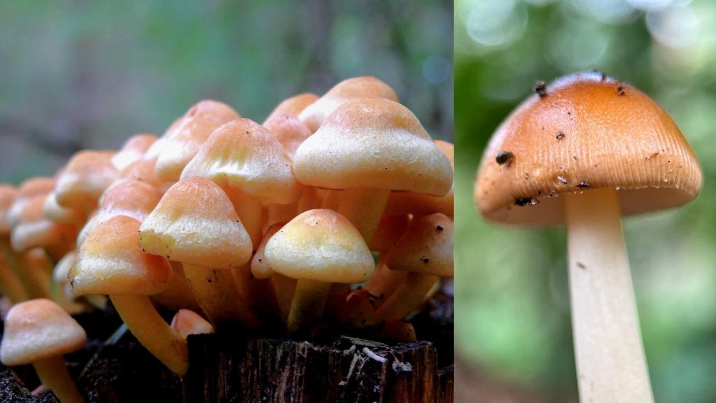 Un hallazgo sorprendente revela que los hongos conquistaron la Tierra mil millo