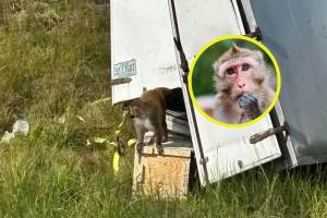 Escapan tres monos de laboratorio en Mississippi tras un accidente de camión: estaban sanos, pero su agresividad y origen desconocido desconciertan a los expertos