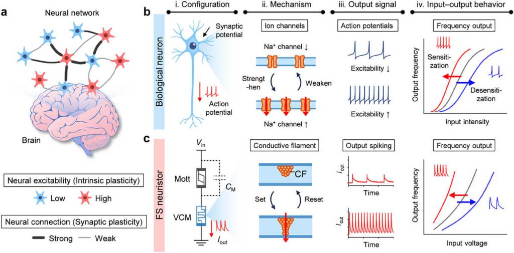 Comparación entre una neurona biológica y el neuristor de conmutación de frecuencia (FS neuristor), un chip desarrollado por KAIST que imita la plasticidad intrínseca del cerebro. El esquema muestra cómo las neuronas biológicas, con distintas excitabilidades y conexiones sinápticas, ajustan su respuesta según la experiencia, mientras que el FS neuristor reproduce este comportamiento adaptativo mediante un diseño electrónico autoajustable.

Créditos:
Cortesía del equipo de investigación de KAIST / Prof. Kyung Min Kim, publicado en Advanced Materials