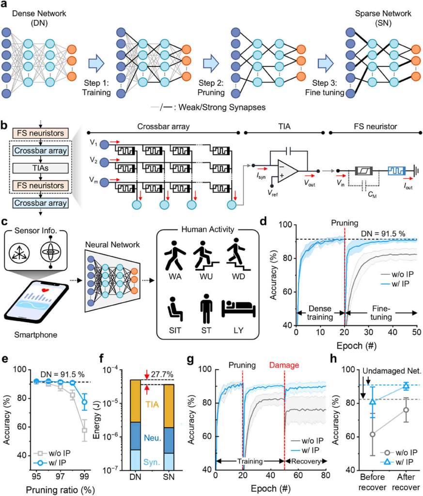 Sistema Synergistic Plasticity-Embodied Sparse Neural Network (SN) para computación eficiente en el borde (edge computing). El esquema muestra el proceso de entrenamiento de una red neuronal multicapa (561-500-500-6), su implementación en hardware con matrices de interconexión y neuristores FS, y su aplicación al reconocimiento de actividades humanas (caminar, subir y bajar escaleras, sentarse, estar de pie y acostarse). Los resultados evidencian que la plasticidad intrínseca mejora la precisión, reduce el consumo energético y permite la recuperación del rendimiento tras daños en la red, incluso con un 98 % de poda.

Créditos:
Cortesía del equipo de investigación de KAIST / Prof. Kyung Min Kim, publicado en Advanced Materials