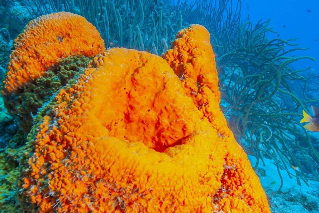 Ejemplares de Agelas clathrodes