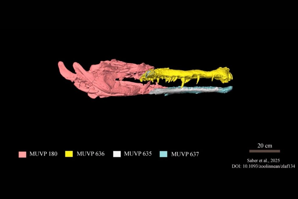 Modelo digital en 3D del cráneo compuesto de Wadisuchus (MUVP 180, MUVP 635, MUVP 636 y MUVP 637), obtenido mediante escaneos por tomografía computarizada (CT) y reconstrucción tridimensional de su superficie