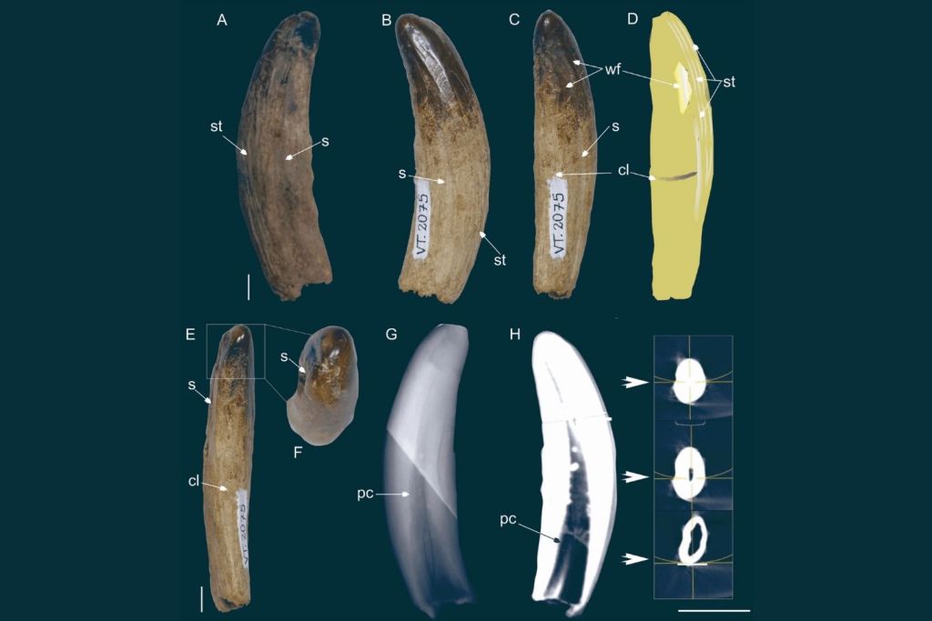 Colmillo inferior derecho de un gran esparasodonto proborhyaénido procedente de la Formación Tremembé, en Brasil