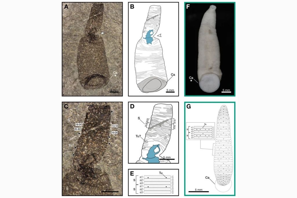 Investigadores especializados en sanguijuelas identificaron este fósil antiguo mientras revisaban otro estudio sobre los fósiles de la región de Waukesha Biota, en Wisconsin