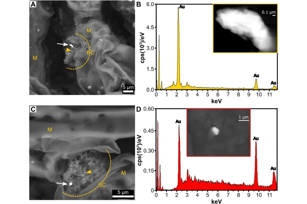 Microscopía electrónica de barrido (SEM) que muestra nanopartículas de oro en el tejido de una aguja de abeto rojo, colonizado por bacterias