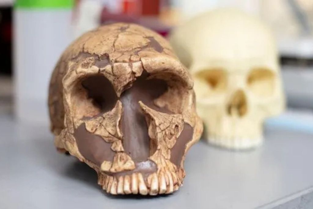 Los investigadores analizaron dientes fósiles antiguos y descubrieron que una mutación genética presente en los humanos modernos les ofrecía una mayor resistencia al plomo, otorgándoles así una ventaja evolutiva frente a los neandertales