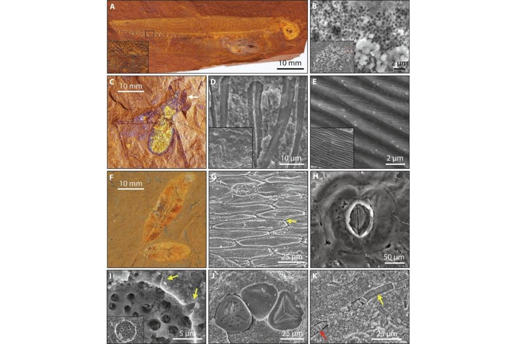 Conservación excepcional a escala macro y microscópica en los fósiles de McGraths Flat