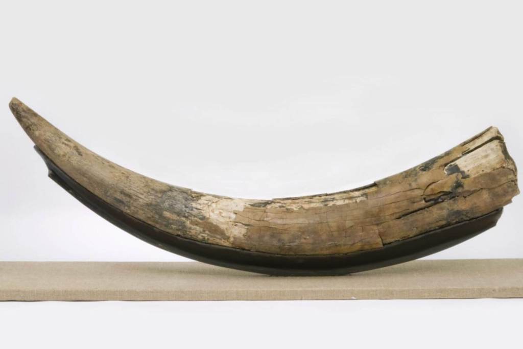 Un grupo de investigadores —entre ellos científicos de Penn State— ha revelado nuevas pruebas que cambian de forma significativa lo que se creía sobre la evolución de los mastodontes