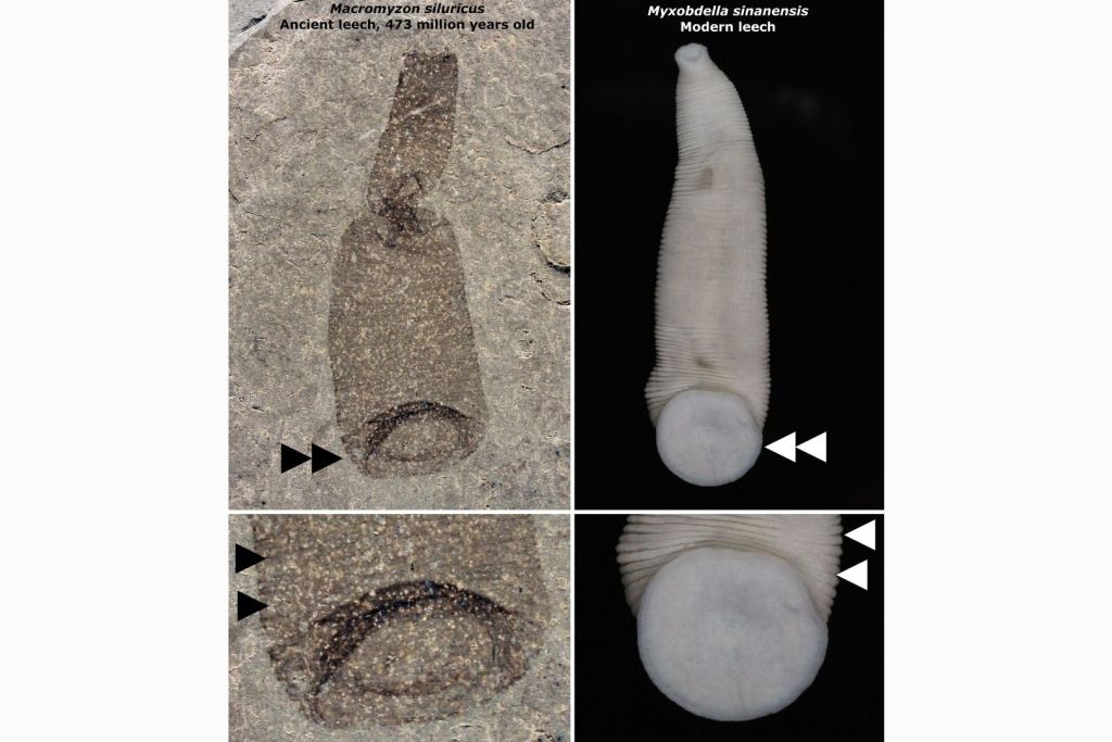 Comparación entre la sanguijuela fósil y una actual. Las flechas dobles indican la gran ventosa caudal utilizada para fijarse al sustrato; las flechas simples señalan los anillos del cuerpo