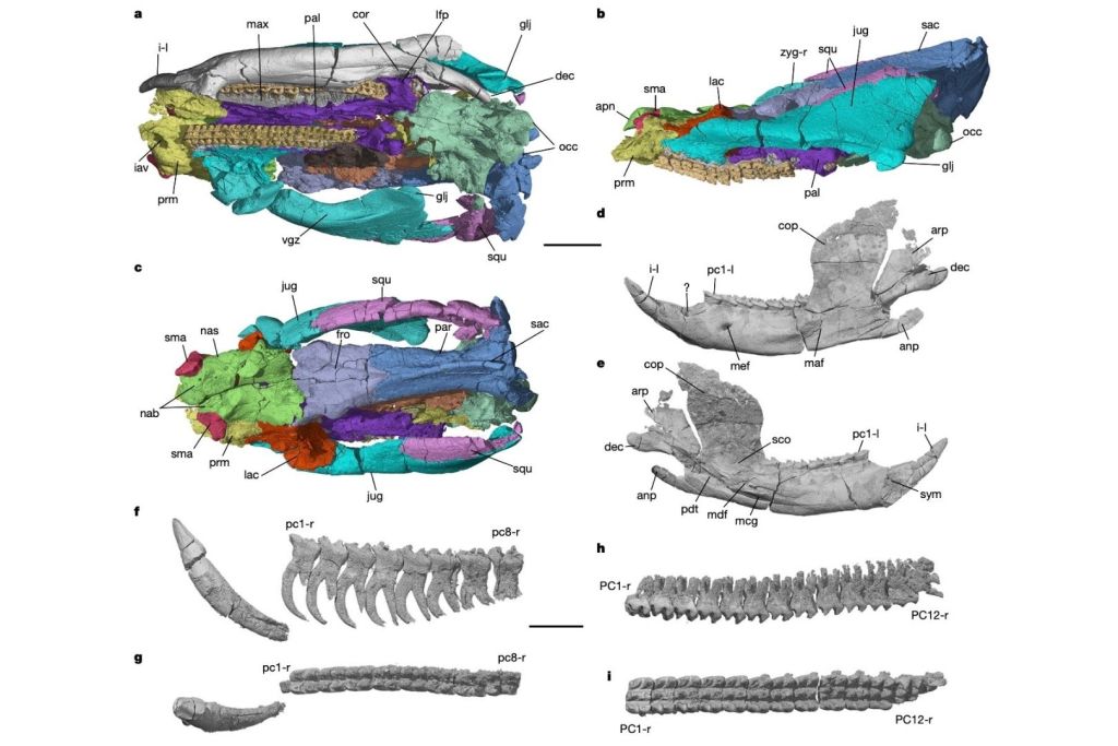 Cráneo y estructura dental de Polistodon chuannanensis, que revelan detalles clave sobre su alimentación y evolución mandibular