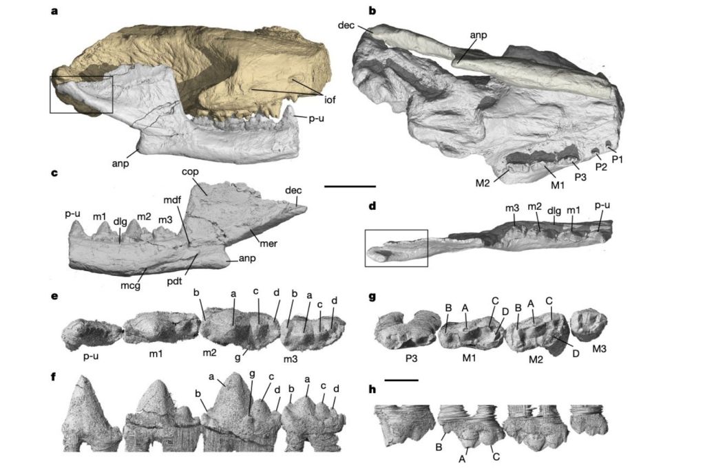Fragmento del cráneo y dentición de Camurocondylus, que permiten reconstruir cómo era la mandíbula de uno de los primeros parientes de los mamíferos