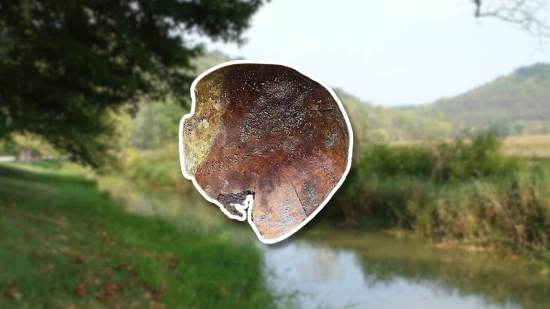 Encuentra por casualidad un cráneo humano de 4.270 años en EE.UU.