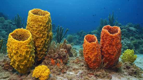Recreación artística de esponjas de mar, posibles primeras criaturas animales del planeta, aún prosperan en arrecifes actuales