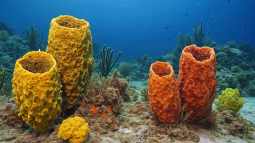 Recreación artística de esponjas de mar, posibles primeras criaturas animales del planeta, aún prosperan en arrecifes actuales