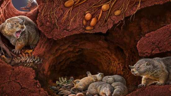 Una ilustración reconstruida de Polistodon chuannanensis, que muestra cómo pudo haber lucido este antiguo pariente de los mamíferos