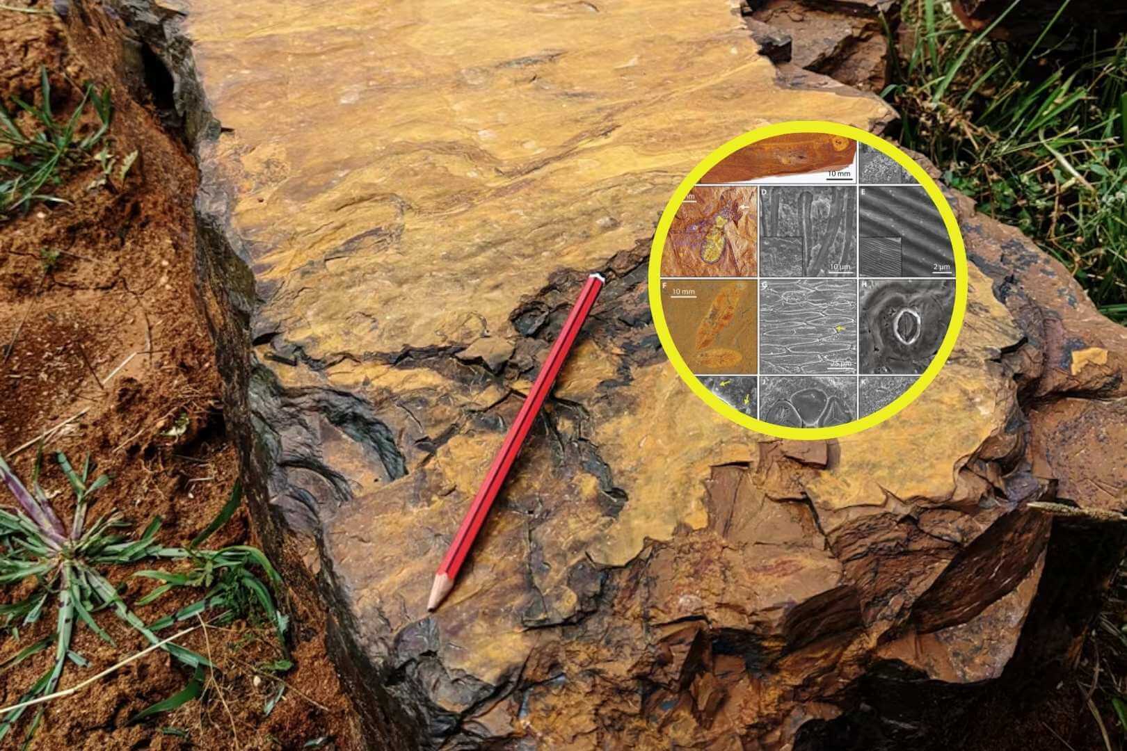 Bajo tierras áridas de Australia, un lago fosilizado escondía uno de los secretos mejor guardados de la historia evolutiva terrestre