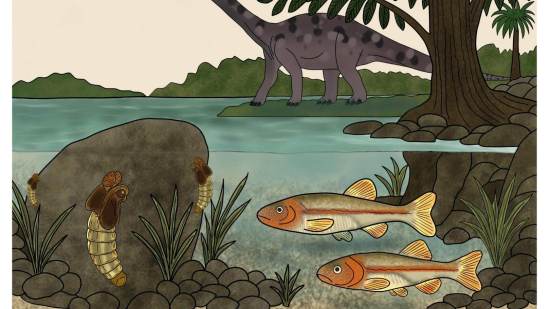 Un equipo internacional de investigadores, con liderazgo desde la Estación Biológica de Doñana (EBD-CSIC), ha identificado una nueva especie de insecto fosilizado procedente del Jurásico australiano, cuya antigüedad se estima en aproximadamente 151 millones de años