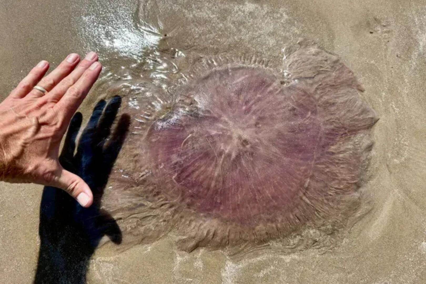 Medusa rosada encontrada en Texas