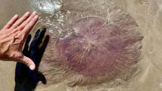 Medusa rosada encontrada en Texas