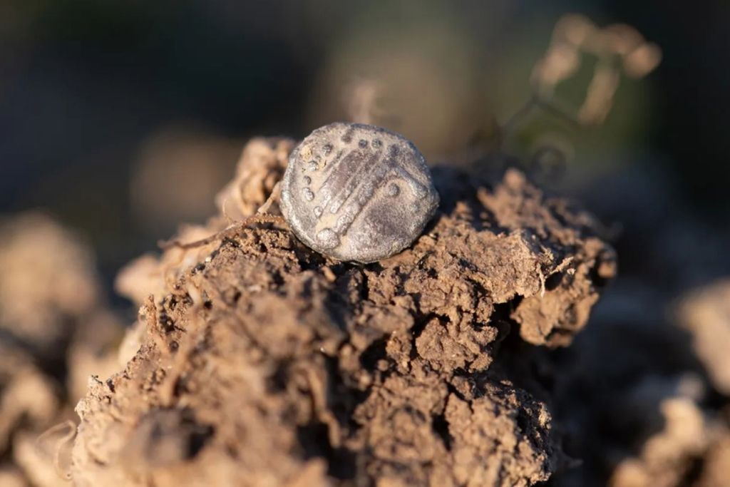 Los expertos advierten que los artefactos estuvieron en peligro debido a la actividad de buscadores ilegales, las labores agrícolas y el desgaste provocado por factores naturales