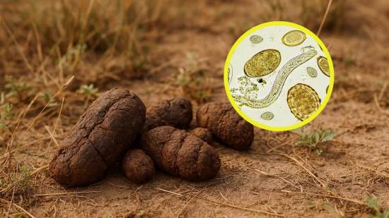 Lo que revelan unos excrementos de hace 1.300 años sobre la vida (y enfermedades) en el México antiguo