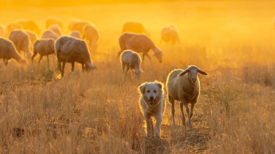 ¿Pueden sentir los animales? Un filósofo propone una hoja de ruta para entender la conciencia animal
