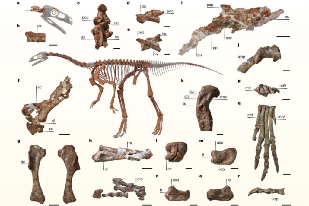 Huesos seleccionados del ejemplar tipo de Huayracursor jaguensis