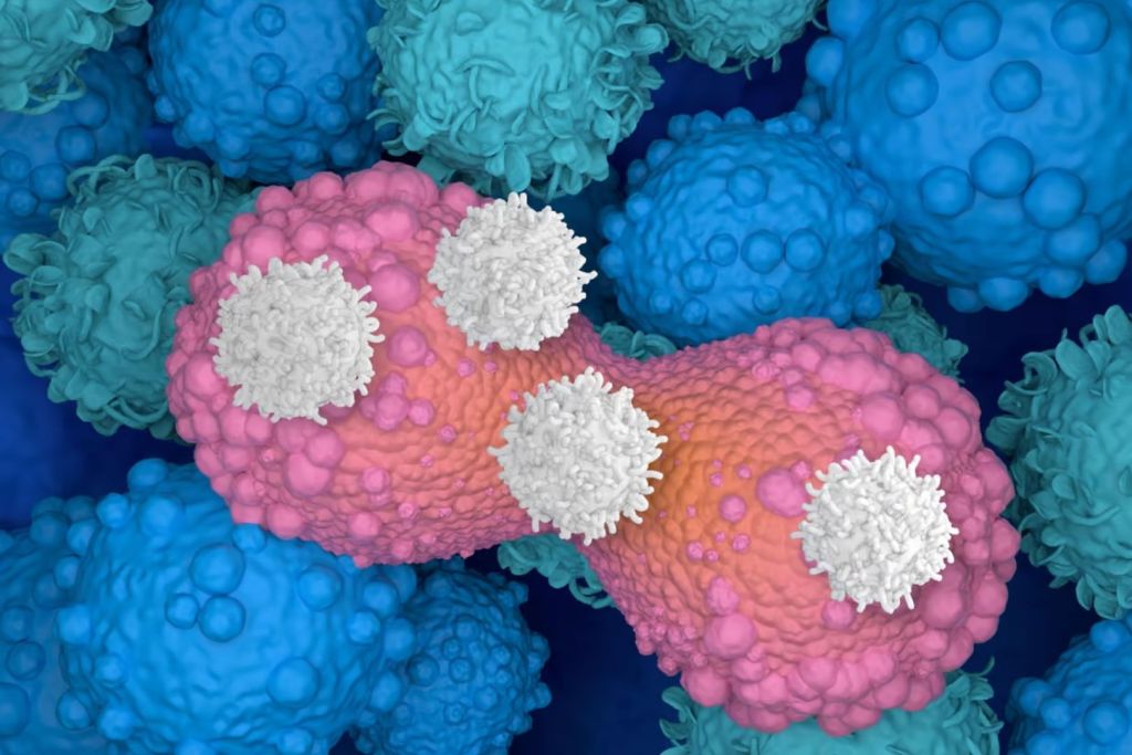 Una ilustración muestra cómo los linfocitos T atacan una célula de cáncer de mama en proceso de división