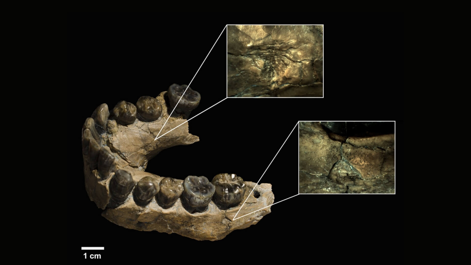 marcas microscópicas revelan que Homo habilis no dominó la caza, la sufrió