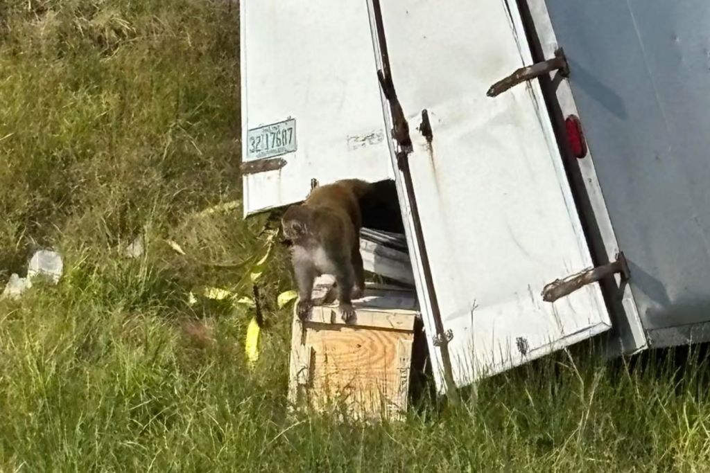 Uno de los monos logra salir entre los restos del camión accidentado en Mississippi