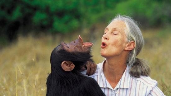 Durante más de 60 años, Jane Goodall dedicó su vida a estudiar, proteger y dar voz a los grandes simios