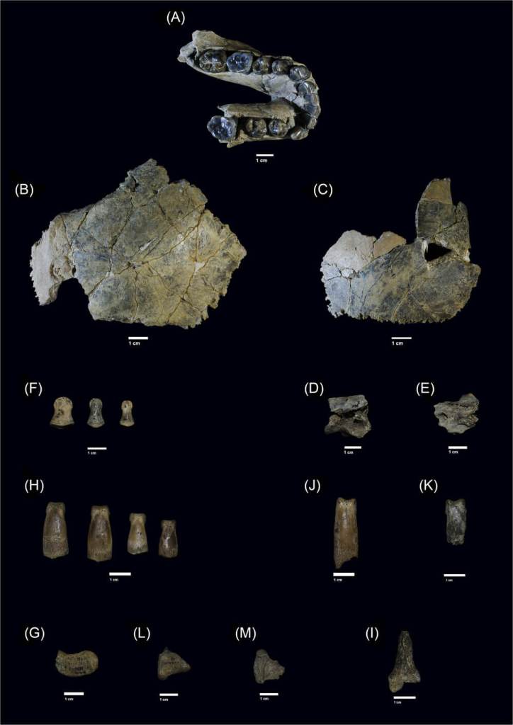 marcas microscópicas revelan que Homo habilis no dominó la caza, la sufrió