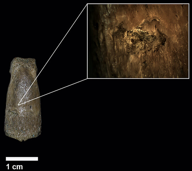 Huesos de OH 7 en el Museo Nacional de Tanzania, incluida la mandíbula, parietales y varios huesos de la mano. Fuente: Annals of the New York Academy of Sciences.