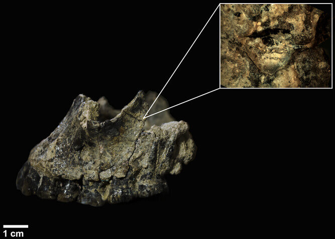 marcas microscópicas revelan que Homo habilis no dominó la caza, la sufrió