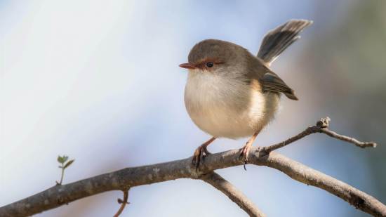 Científicos descubren que más de 20 especies de aves hablan el mismo “idioma” para defender sus nidos